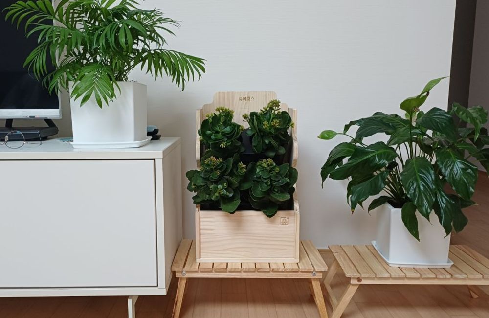 화분인듯 화분아닌